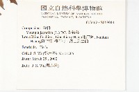 黃鵪菜藏品圖，第2張