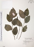 風藤藏品圖，第1張