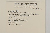 山芫荽藏品圖，第2張