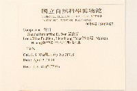 鼠麴草藏品圖，第2張