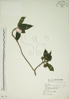 牛乳榕藏品圖，第1張