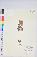 登錄號:S069031藏品圖，第1張