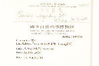 窄葉黃菀藏品圖，第2張