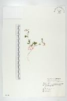 濱萊菔藏品圖，第1張