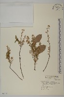 南華南蛇藤，青江藤藏品圖，第1張