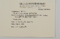 南華南蛇藤，青江藤藏品圖，第2張