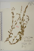 臺灣蠅子草藏品圖，第1張