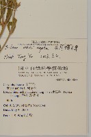 臺灣蠅子草藏品圖，第2張