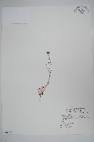 細葉蘭花參藏品圖，第1張