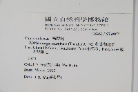 細葉蘭花參藏品圖，第2張