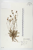 貓兒菊藏品圖，第1張