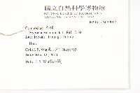 貓兒菊藏品圖，第2張