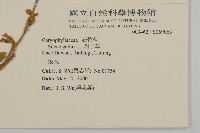 匙葉麥瓶草藏品圖，第2張