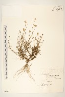 窄葉黃菀藏品圖，第1張