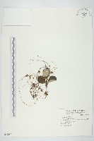 菟絲子藏品圖，第1張