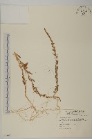 濱藜藏品圖，第1張