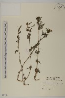 豬草藏品圖，第1張