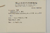 豬草藏品圖，第2張