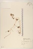 濱剪刀股藏品圖，第1張