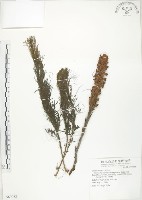 列當藏品圖，第1張