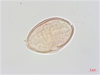 水芹菜藏品圖，第2張