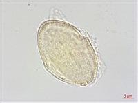 水芹菜藏品圖，第3張