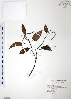 風藤藏品圖，第1張