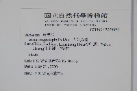 大葉黃楊藏品圖，第2張