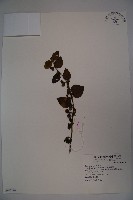 忍冬、金銀花藏品圖，第1張