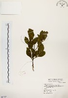 灰木藏品圖，第1張