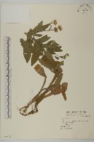 登錄號:S069100藏品圖，第1張