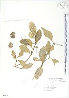 海茄苳藏品圖，第1張