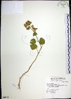 圓葉金午時花藏品圖，第1張