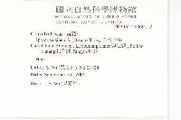 白花牽牛藏品圖，第2張