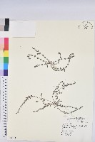 千根草藏品圖，第1張