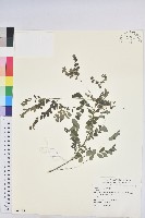 登錄號:S069118藏品圖，第1張