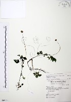 長梗盤花麻藏品圖，第1張