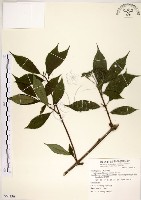 華八仙藏品圖，第1張