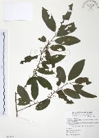 台灣山桂花藏品圖，第1張