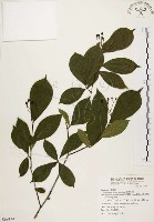 臺灣石楠藏品圖，第1張