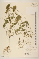 粗毛小米菊藏品圖，第1張