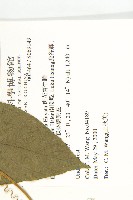 斑花青牛膽藏品圖，第2張