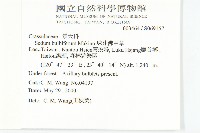 珠芽佛甲草藏品圖，第2張