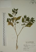 燈籠草藏品圖，第1張