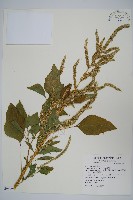 青莧藏品圖，第1張