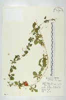 苦瓜藏品圖，第1張