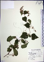 漢氏山葡萄藏品圖，第1張