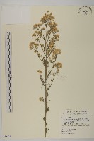 加拿大蓬藏品圖，第1張