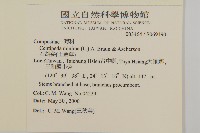 石胡荽、吐金草藏品圖，第2張