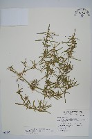 蓮子草藏品圖，第1張